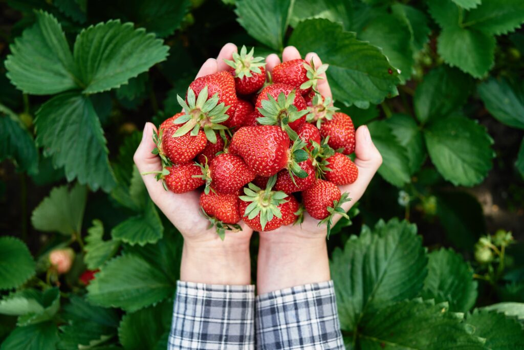 Erdbeeren Selbstpflückfeld, regionale Erdbeeren, Erdbeeren Main-Spessart, Obstverkauf, Erdbeerfeld